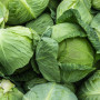 Cabbage