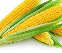 American Sweet Corn