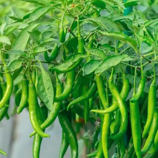 Green Chilly