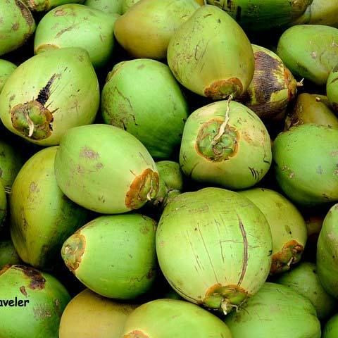Coconut