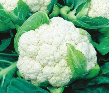 Cauliflower
