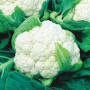 Cauliflower