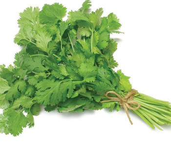 Coriander(Dhaniya)