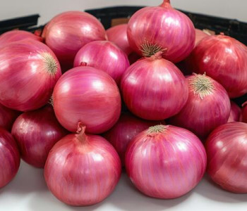 Onion 